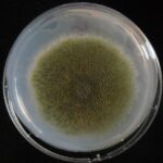 Microbial biocontrol agents lead to major metabolic re-programming in fungi