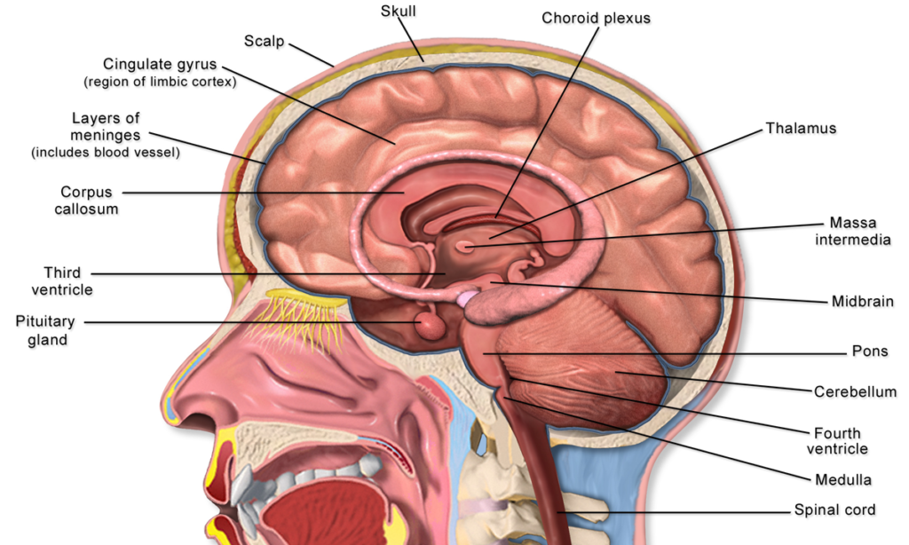 Brain regions in the human brain, including choroid plexus and the pituitary gland. (Image by BruceBlaus on Wikimedia Commons under CC BY-SA 4.0 DEED.)
