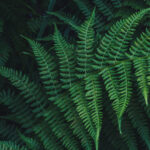 Blechnic acid B: novel lignan discovered in ferns of the Blechnaceae family.