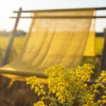 Highly specific "Gold" markers in 14 yellow dye plants enable the precise botanical authentication of ancient textiles.