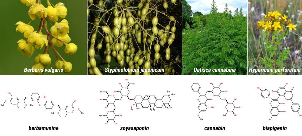 Four yellow dye plants and a selected gold marker identified in the study: berbamunine in Berberis vulgaris; soyasaponin in Styphnolobium japonicum; cannabin in Datisca cannabina; and biapigenin in Hypericum perforatum.