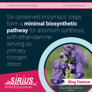 Six conserved enzymatic steps form a minimal biosynthetic pathway for atisinium synthesis, with ethanolamine serving as primary nitrogen donor.