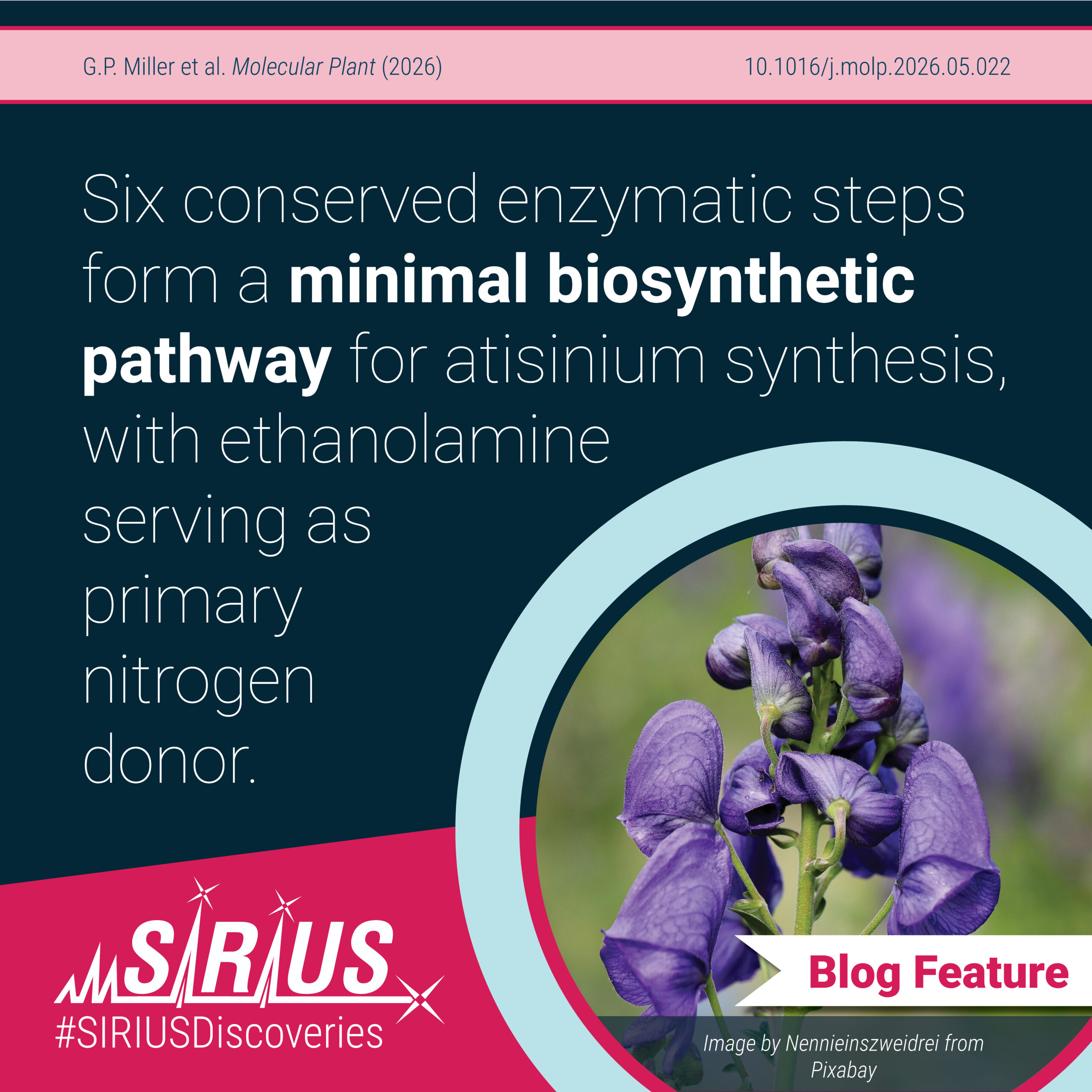 Six conserved enzymatic steps form a minimal biosynthetic pathway for atisinium synthesis, with ethanolamine serving as primary nitrogen donor.